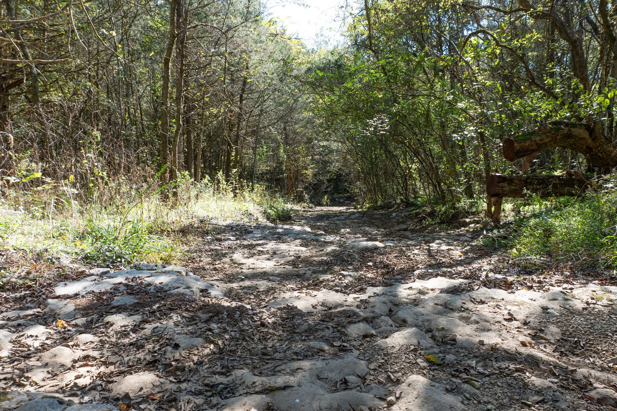 0 Winfree Road Brush Creek, TN 38547 - Photo 12 of 30 a view of a forest with trees