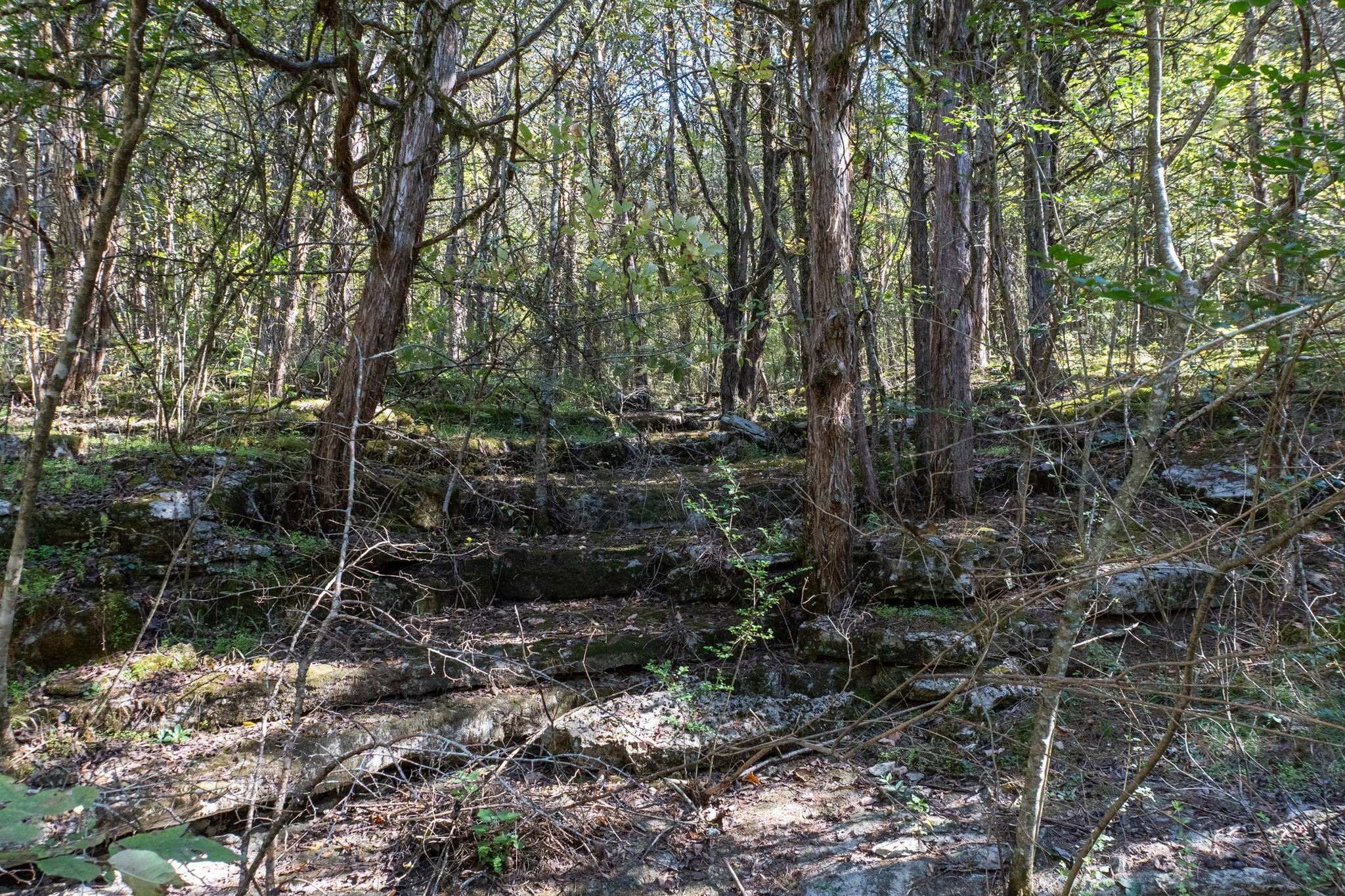 0 Winfree Road Brush Creek, TN 38547 - Photo 15 of 30 a view of forest