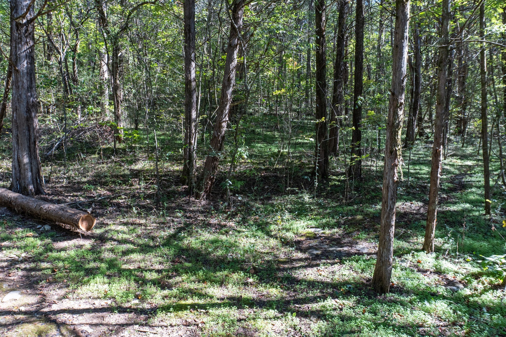 0 Winfree Road Brush Creek, TN 38547 - Photo 3 of 30