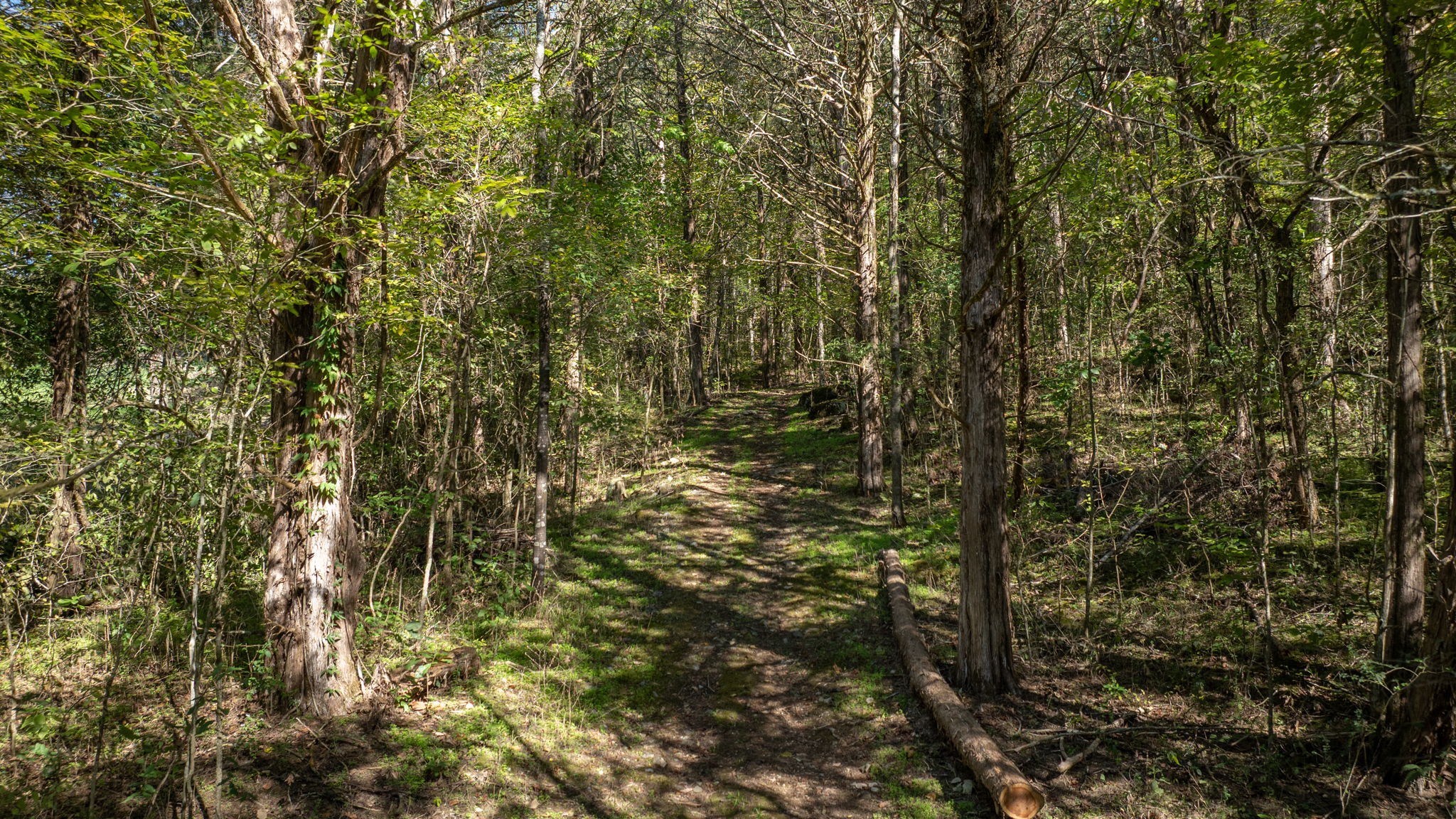 0 Winfree Road Brush Creek, TN 38547 - Photo 8 of 30 a view of a tree