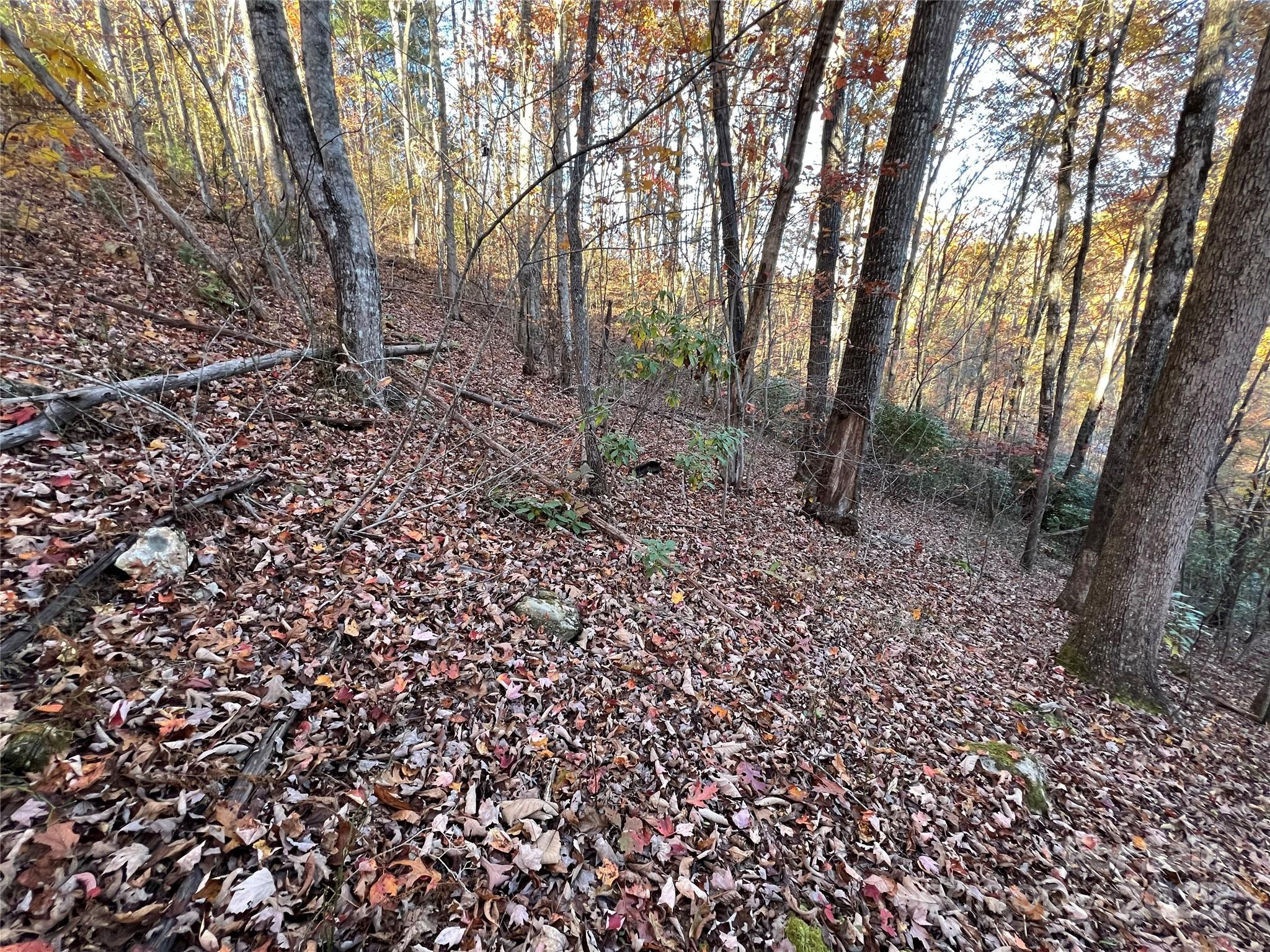 Lot 66 Musket Road Bryson City, NC 28713 - Photo 2 of 8 a view of a forest