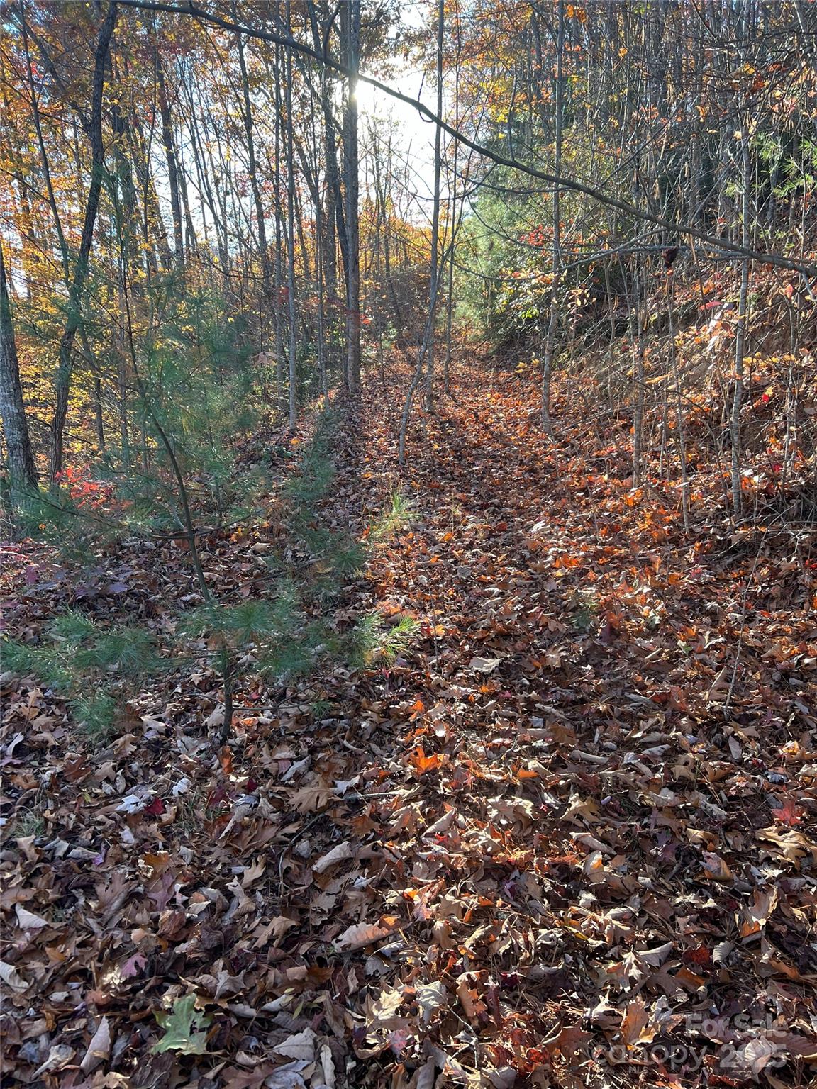 Lot 66 Musket Road Bryson City, NC 28713 - Photo 4 of 8 a view of a yard with a tree