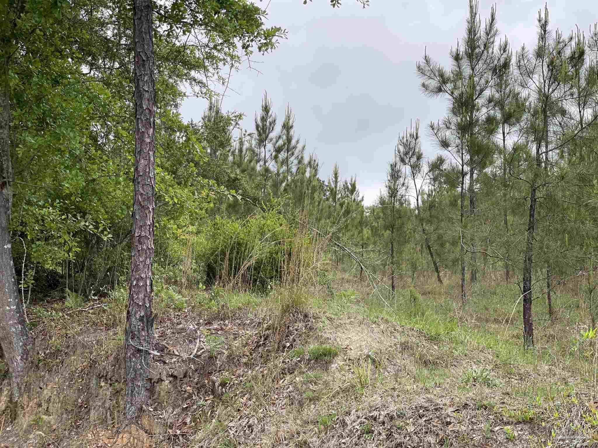 F Knowles Road Flomaton, AL 36441 - Photo 20 of 21