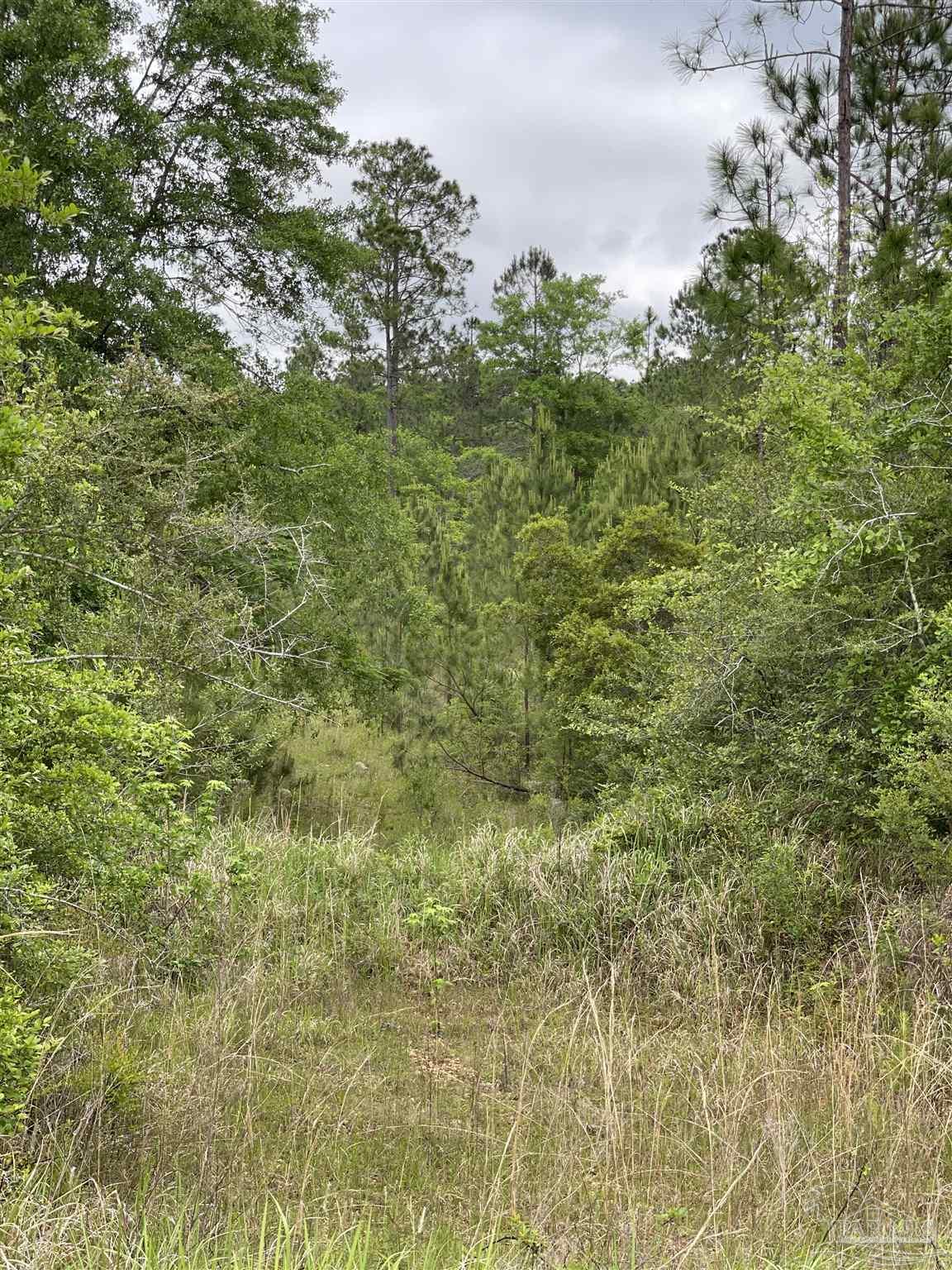 F Knowles Road Flomaton, AL 36441 - Photo 6 of 21