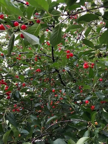 $635,000 | 7725 Woodland Drive, Shawnee, KS 66218