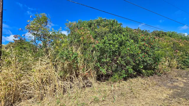 a view of a small yard