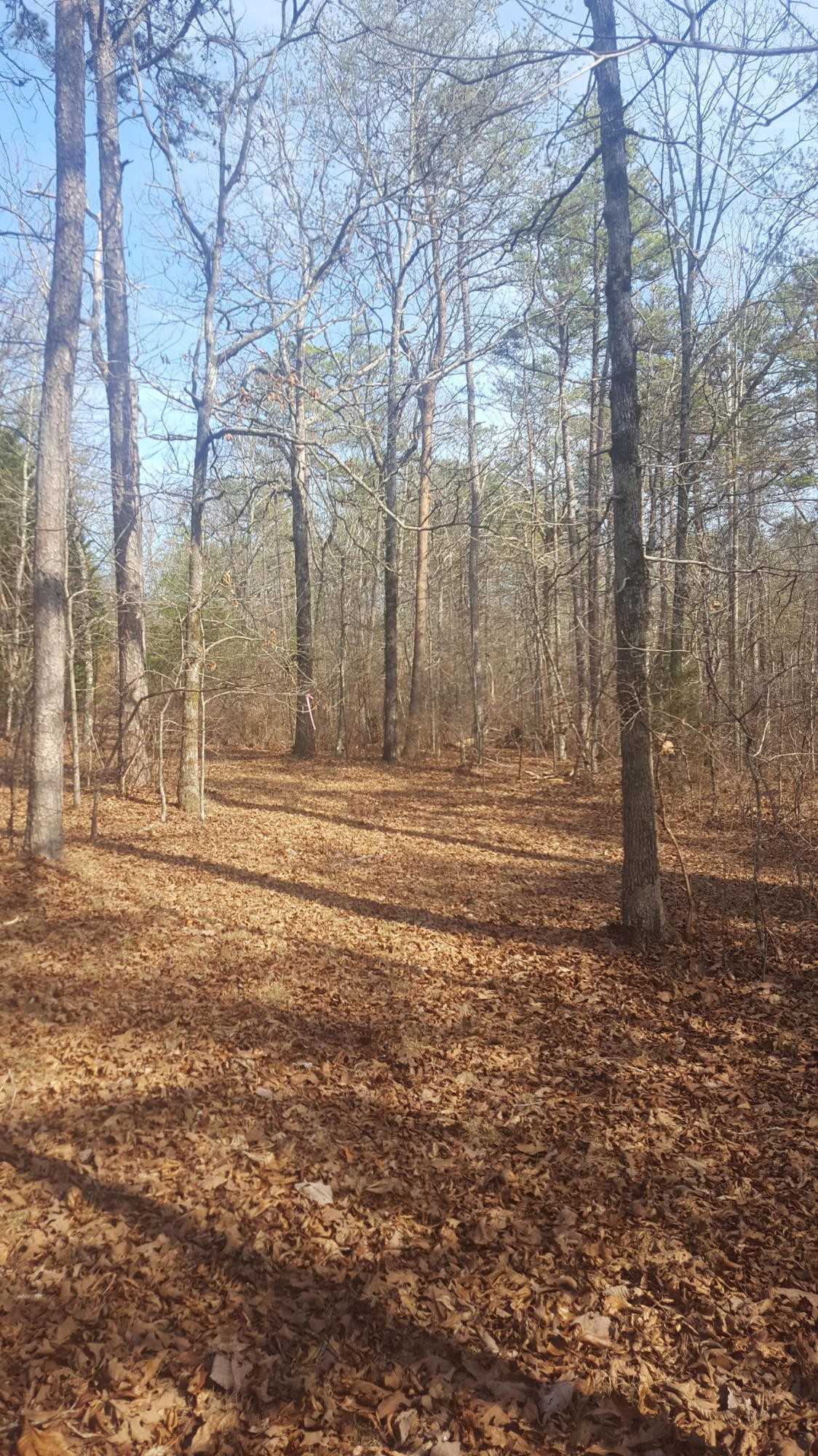 8136 Hixson Springs Road Signal Mountain, TN 37377 - Photo 8 of 8 Gallery Image 8