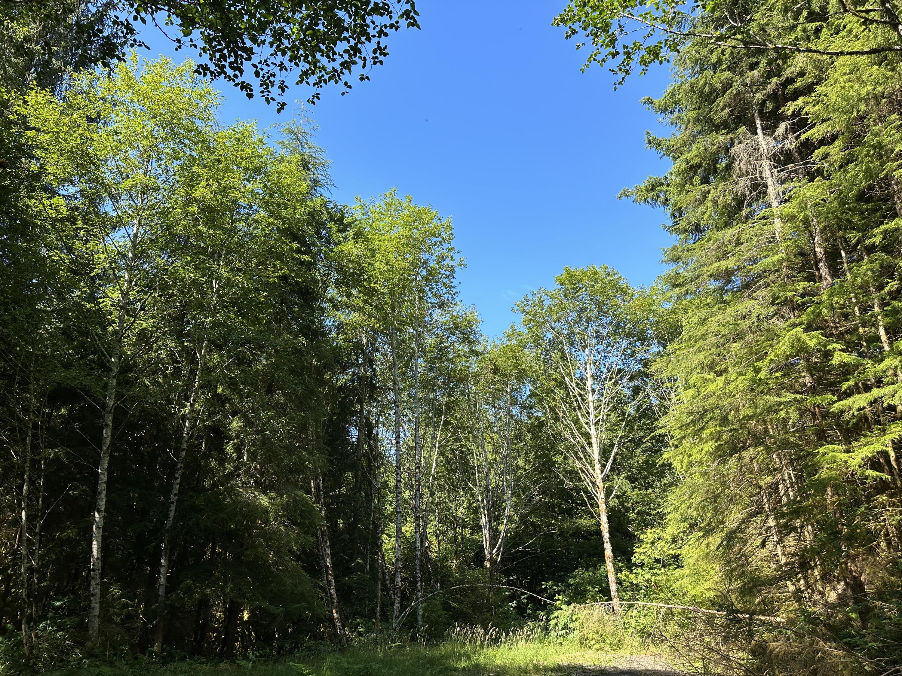 Lot#00300 Whiskey Creek Road Tillamook, OR 97141 - Photo 8 of 14 Level Area