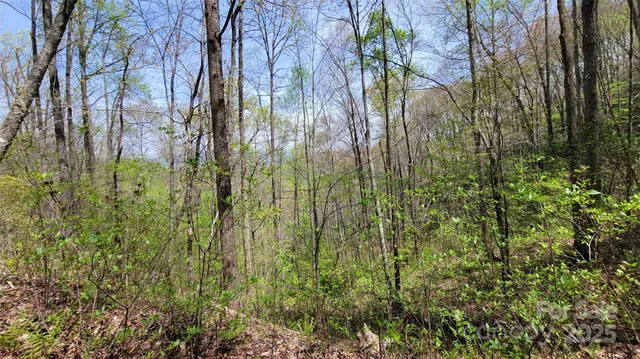a view of a yard with plants and large trees