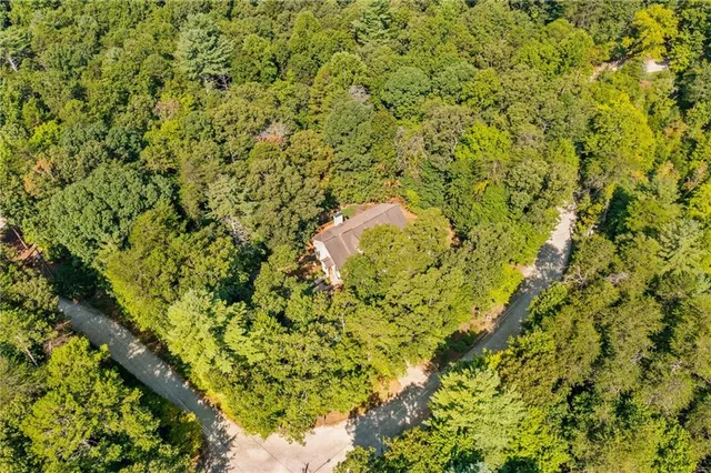 a view of a tree with a plant