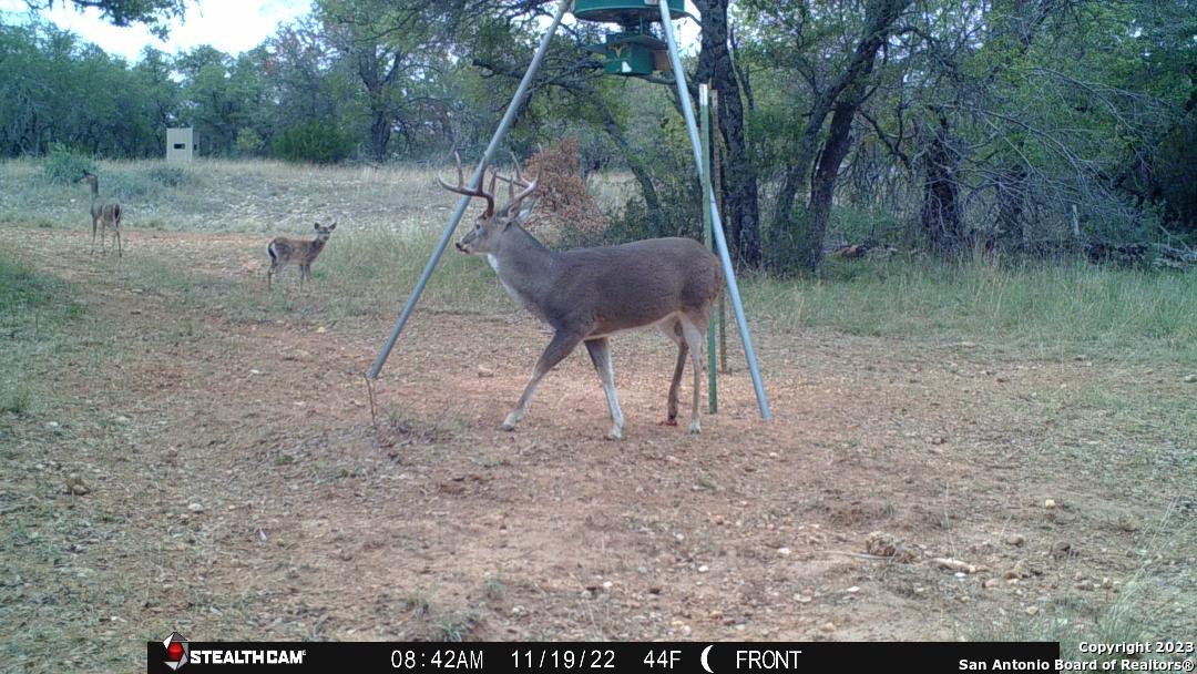 0 Fm 573 Mullin, TX 76864 - Photo 6 of 14 a backyard of a house with lots of green space