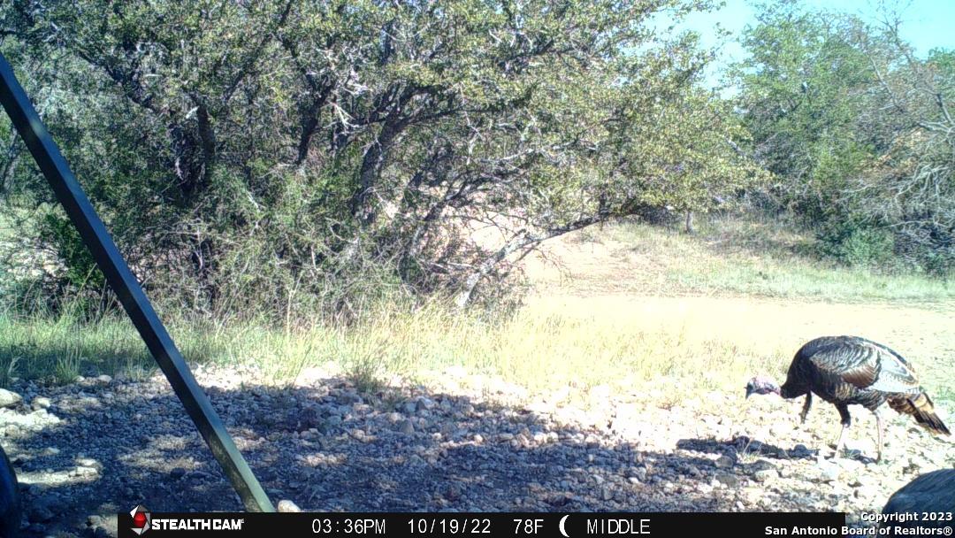 0 Fm 573 Mullin, TX 76864 - Photo 9 of 14 a view of a yard