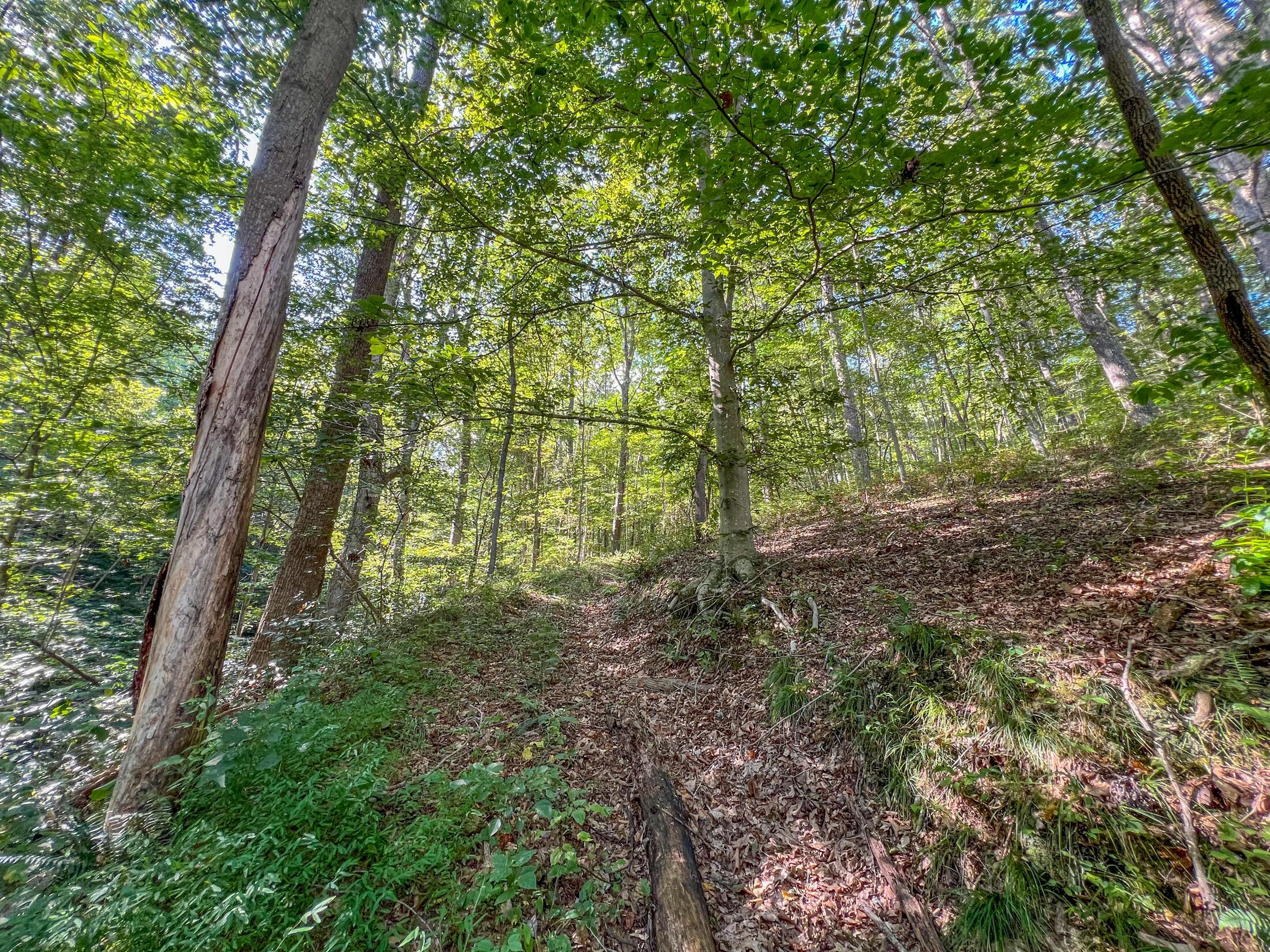 30129 Steven Branch Road Londonderry, OH 45647 - Photo 20 of 34 IMG_9637
