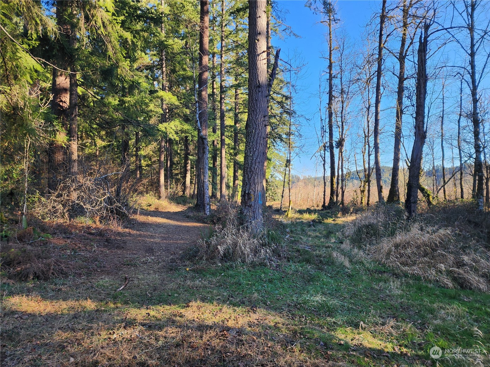 173 Jim's View Road Silverlake, WA 98645 - Photo 13 of 22 Gallery Image 13