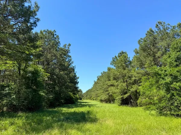 a view of a large yard with a tree
