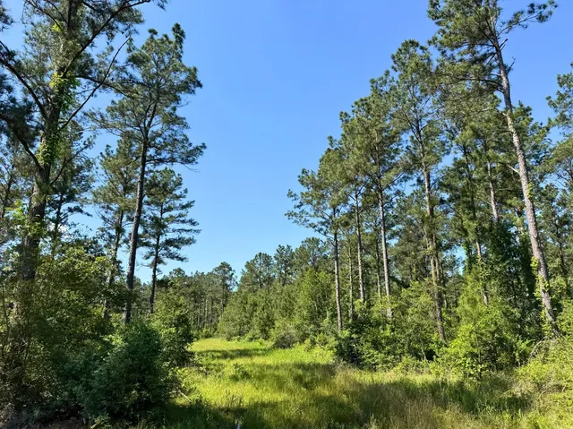 a view of a large yard with a tree