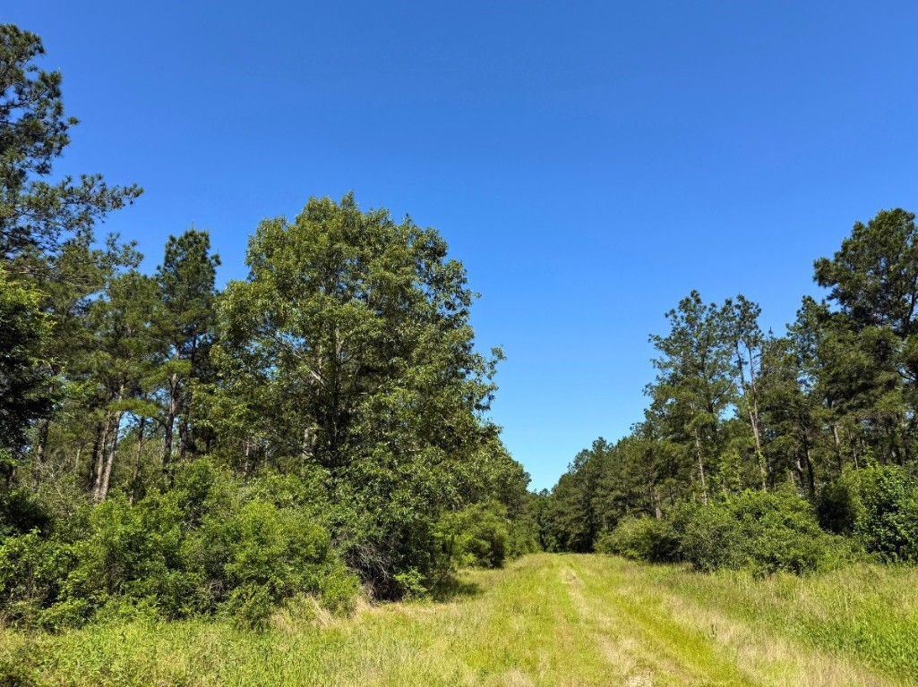 0 Brown Road Trinity, TX 75862 - Photo 13 of 25 a view of a large yard with a tree