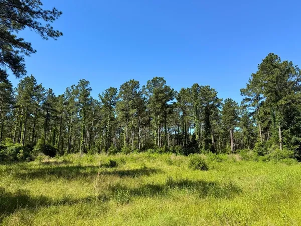 a view of a tree in a yard