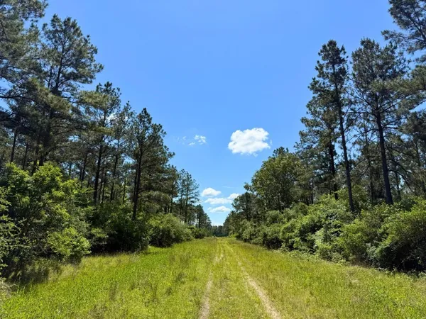 a view of a forest with a street