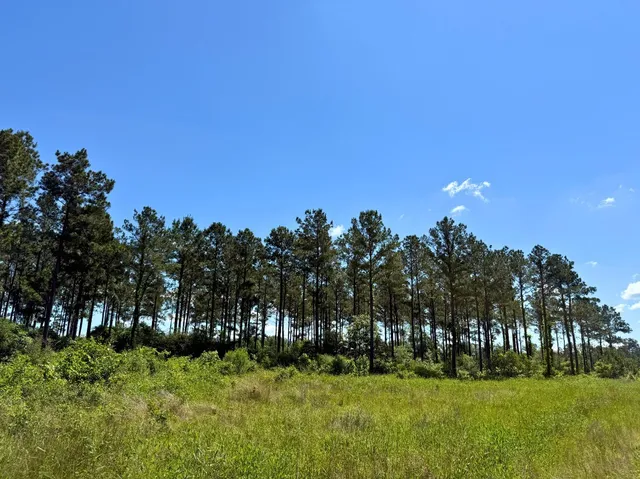 a view of a forest with a street