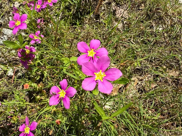 a view of a green field with lots of bushes