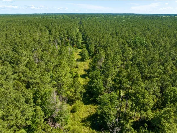 a view of a lush green forest with a lush green forest