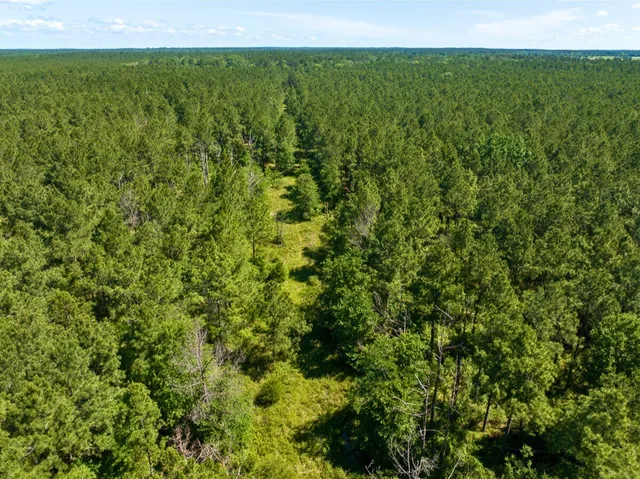 a view of a lush green forest with a lush green forest