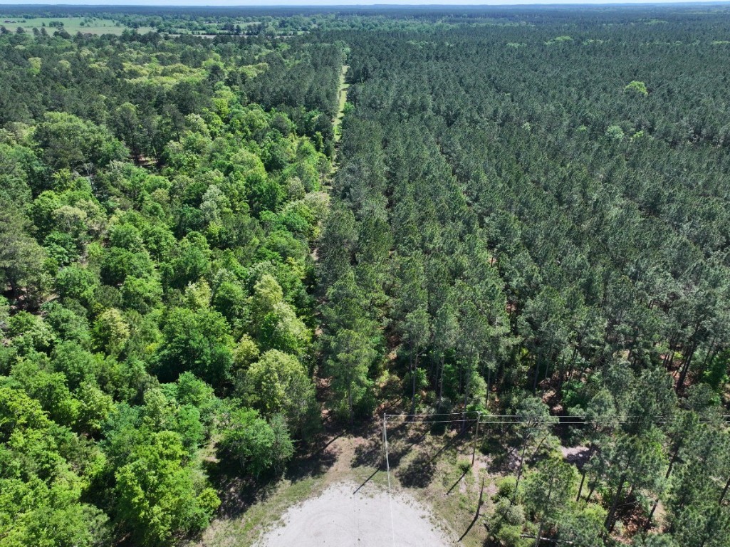 0 Brown Road Trinity, TX 75862 - Photo 21 of 25 a view of a forest with a street
