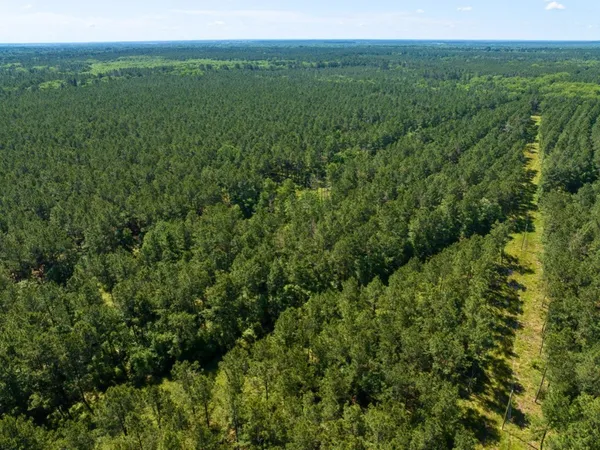 a view of a lush green forest with a lake