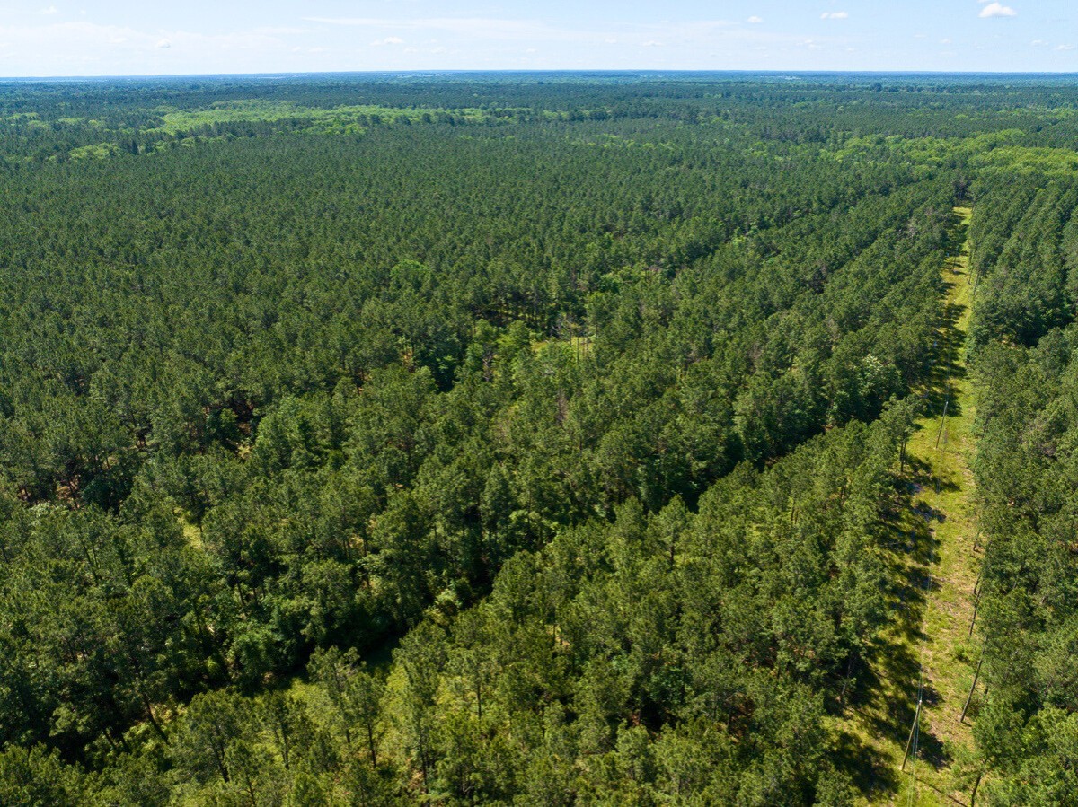 0 Brown Road Trinity, TX 75862 - Photo 3 of 25 a view of a lush green forest with a lush green forest