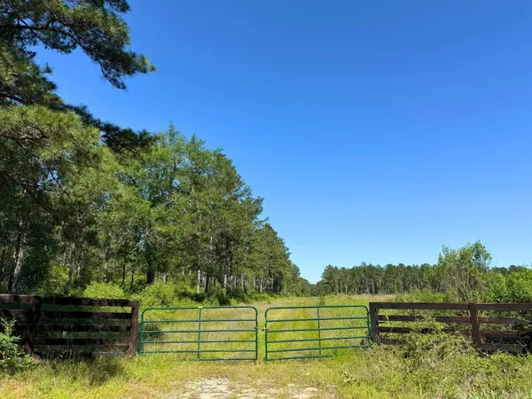 a view of a forest with a tree