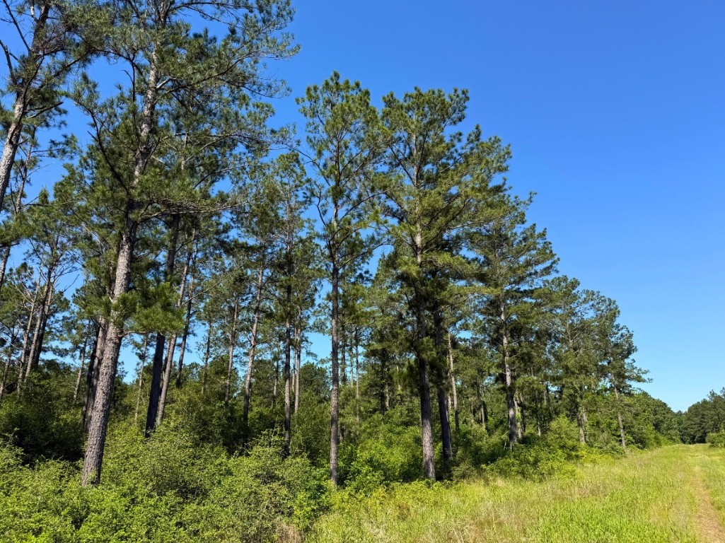 0 Brown Road Trinity, TX 75862 - Photo 9 of 25 a view of a forest