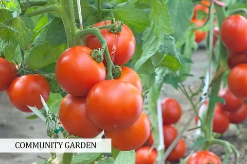 a view of a painting on a tree