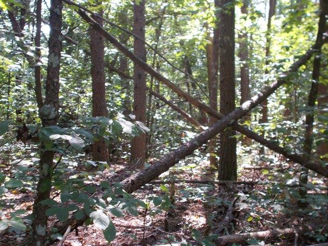 0 Chattanooga Valley Road Chickamauga, GA 30707 - Photo 13 of 23 wooded