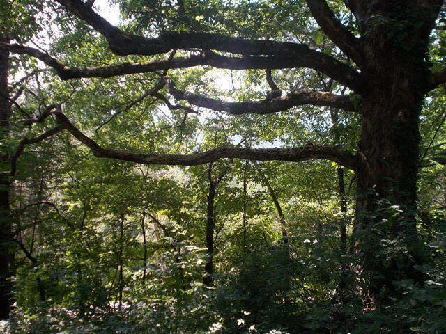 0 Chattanooga Valley Road Chickamauga, GA 30707 - Photo 5 of 23 wooded