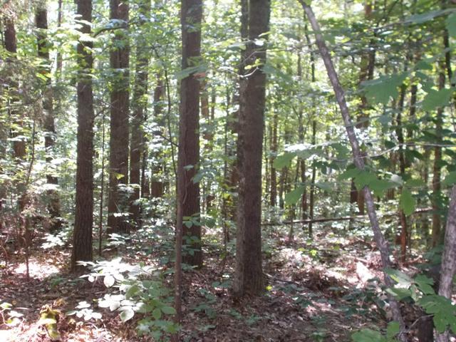 0 Chattanooga Valley Road Chickamauga, GA 30707 - Photo 10 of 23 wooded