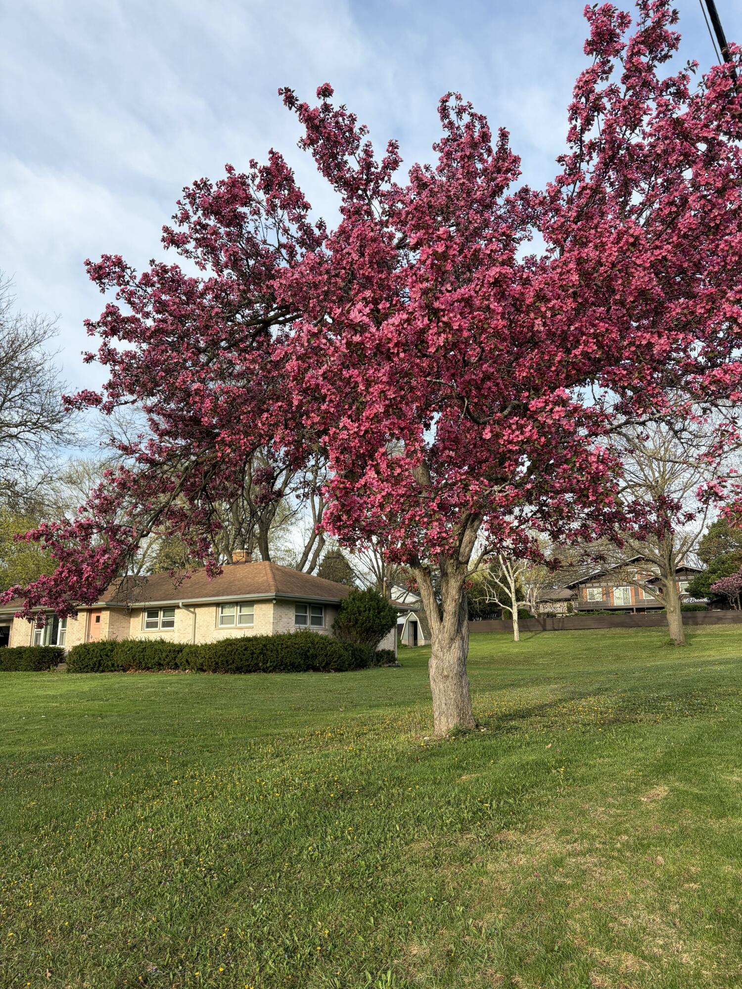 575 Kenmar Road Brookfield, WI 53005 - Photo 33 of 38 Blooming Tree
