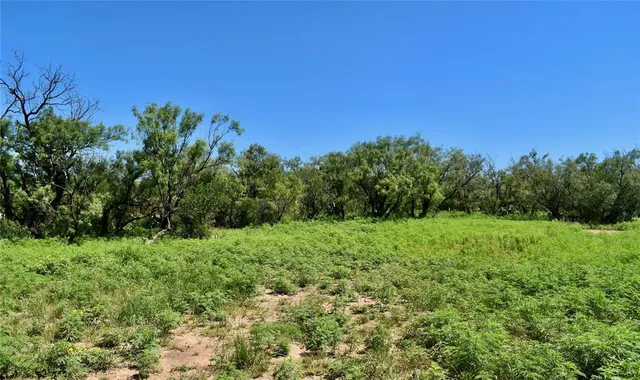 a view of a lush green space