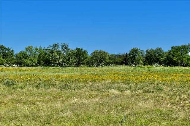 a view of a green field with plants in the background