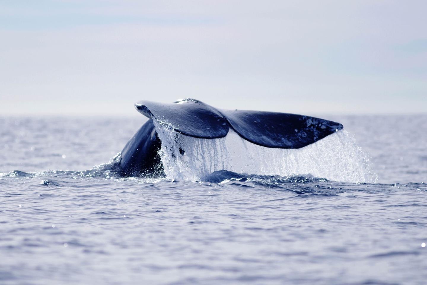 1 Connemara Drive Pacifica, CA 94044 - Photo 37 of 45 a view of a dry room with wooden floor