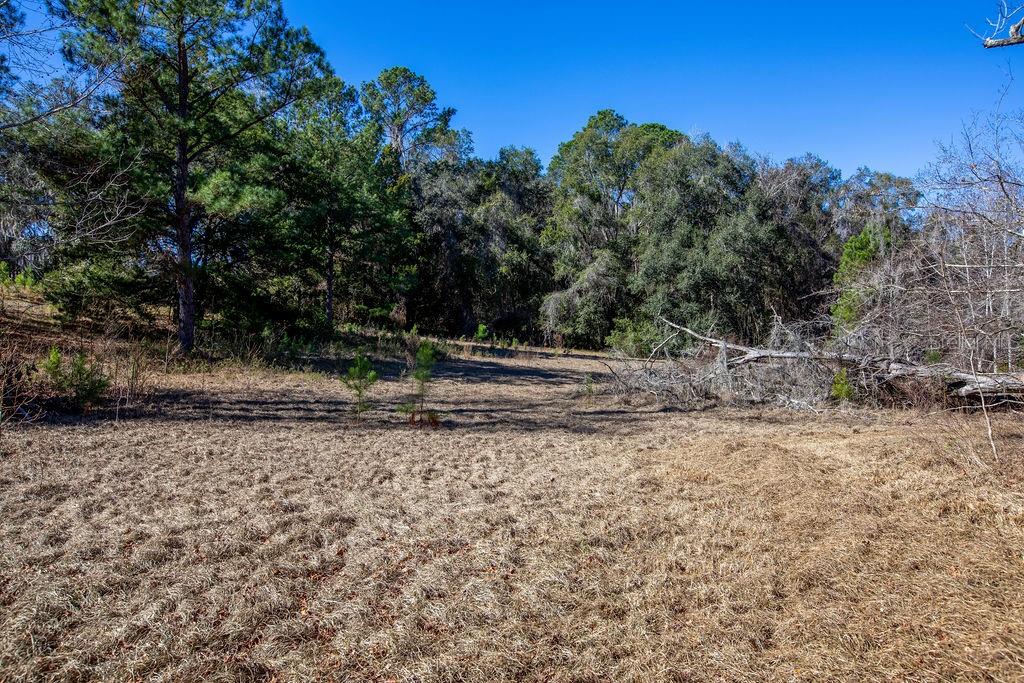 Tbd Northwest 99th Avenue Lake Butler, FL 32054 - Photo 17 of 19 a view of a yard with a tree