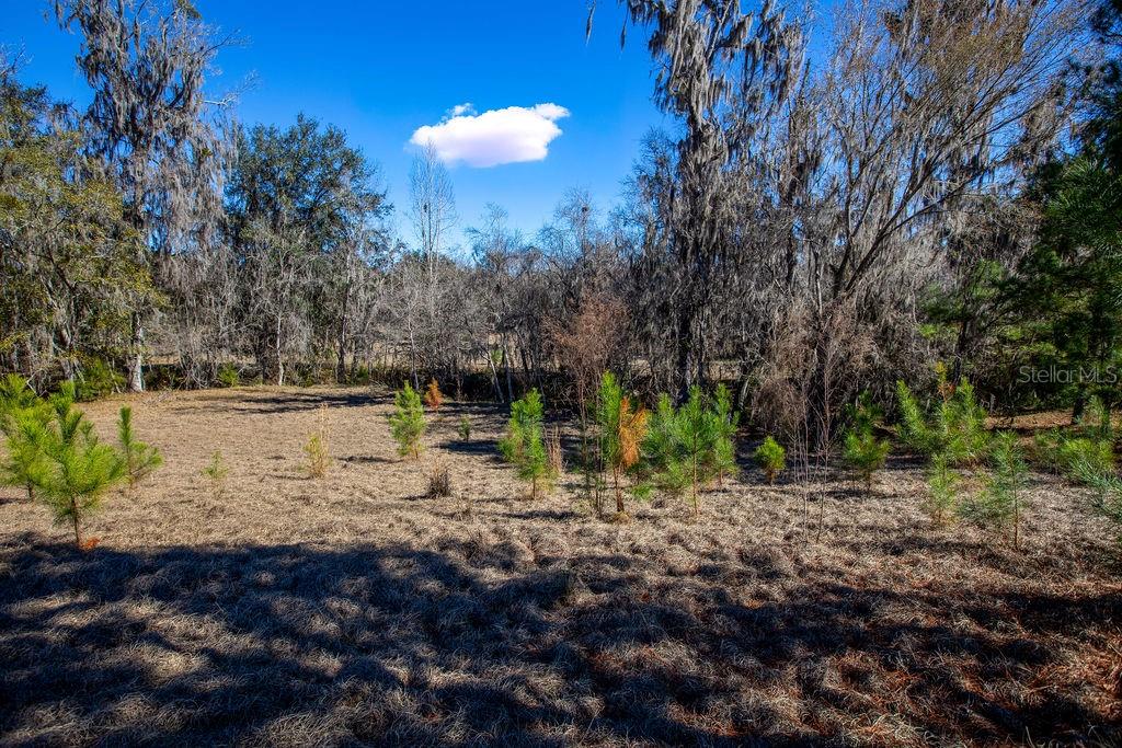 Tbd Northwest 99th Avenue Lake Butler, FL 32054 - Photo 19 of 19 a view of a backyard with large trees