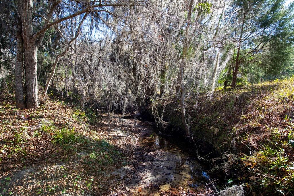 Tbd Northwest 99th Avenue Lake Butler, FL 32054 - Photo 7 of 19 a view of backyard with green space