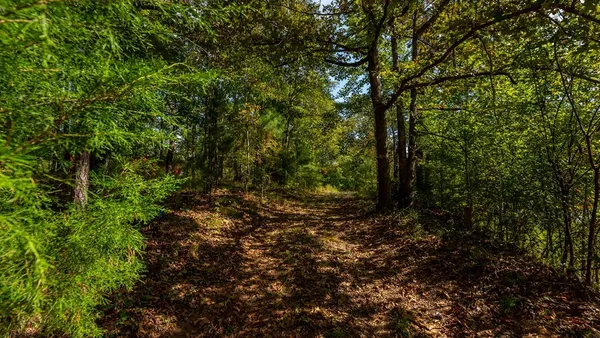 a view of a forest with trees in the background