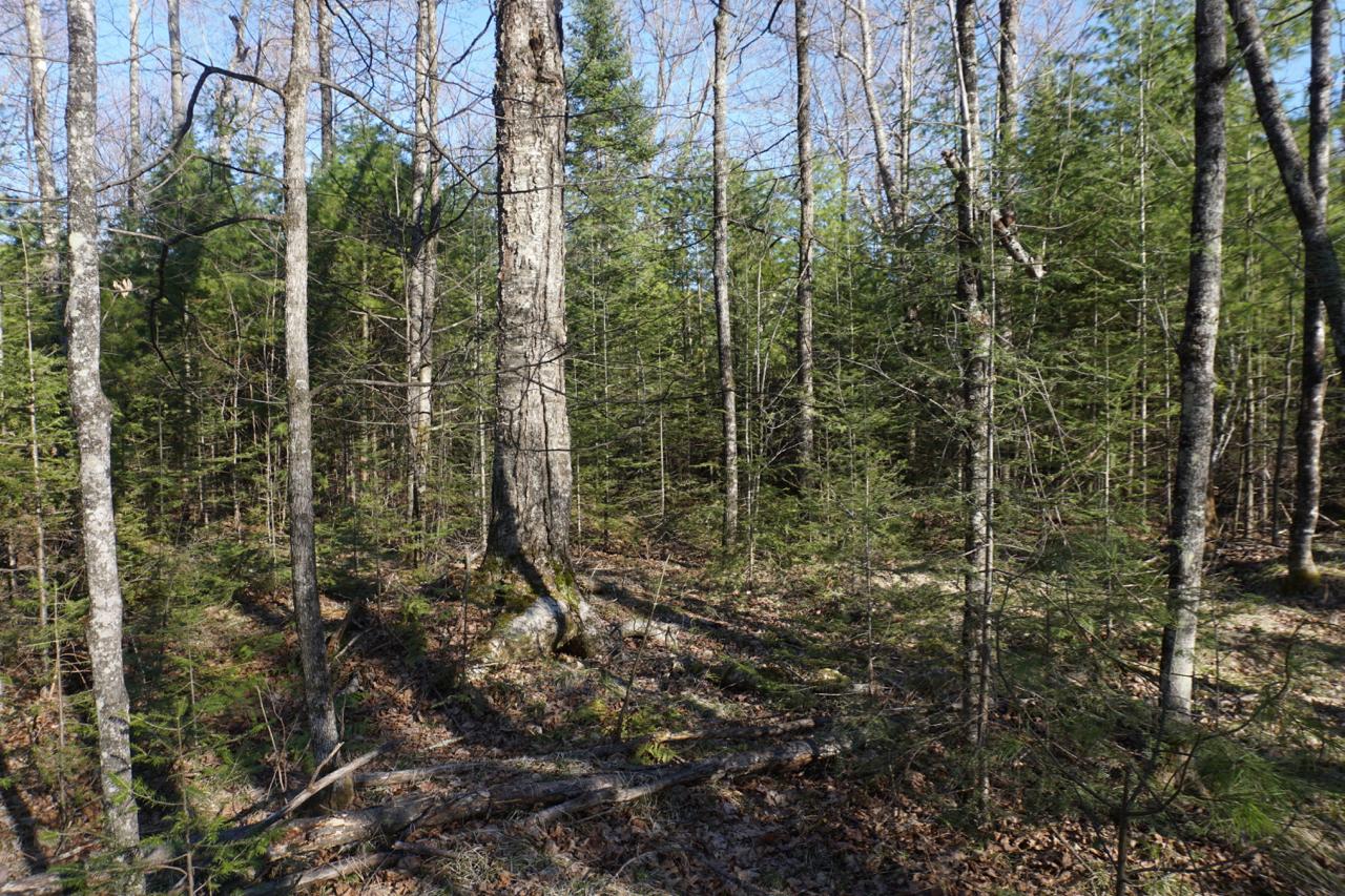 On Columbus Road, Unit PARCEL 2 Conover, WI 54519 - Photo 4 of 10 Gallery Image 4