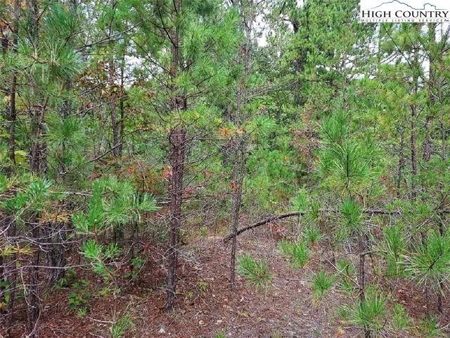 a view of a forest with a tree