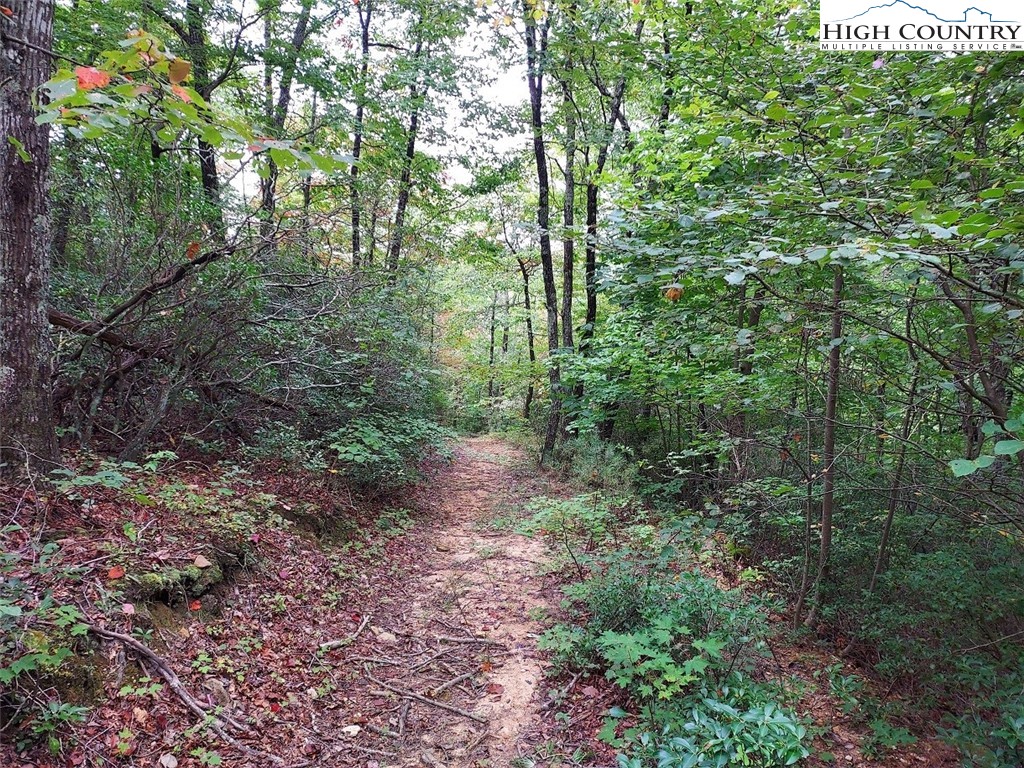 71 Elk Horn Road Ferguson, NC 28624 - Photo 7 of 14 a view of a forest that has large trees