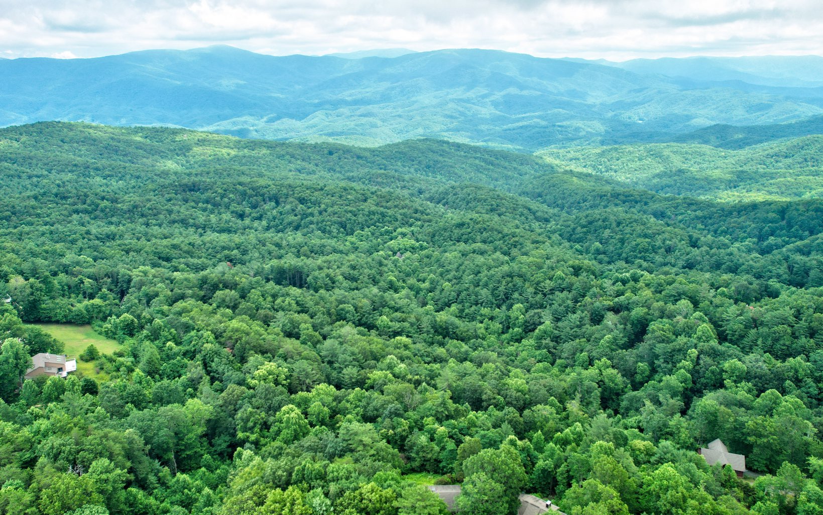 a view of a green field with lots of bushes