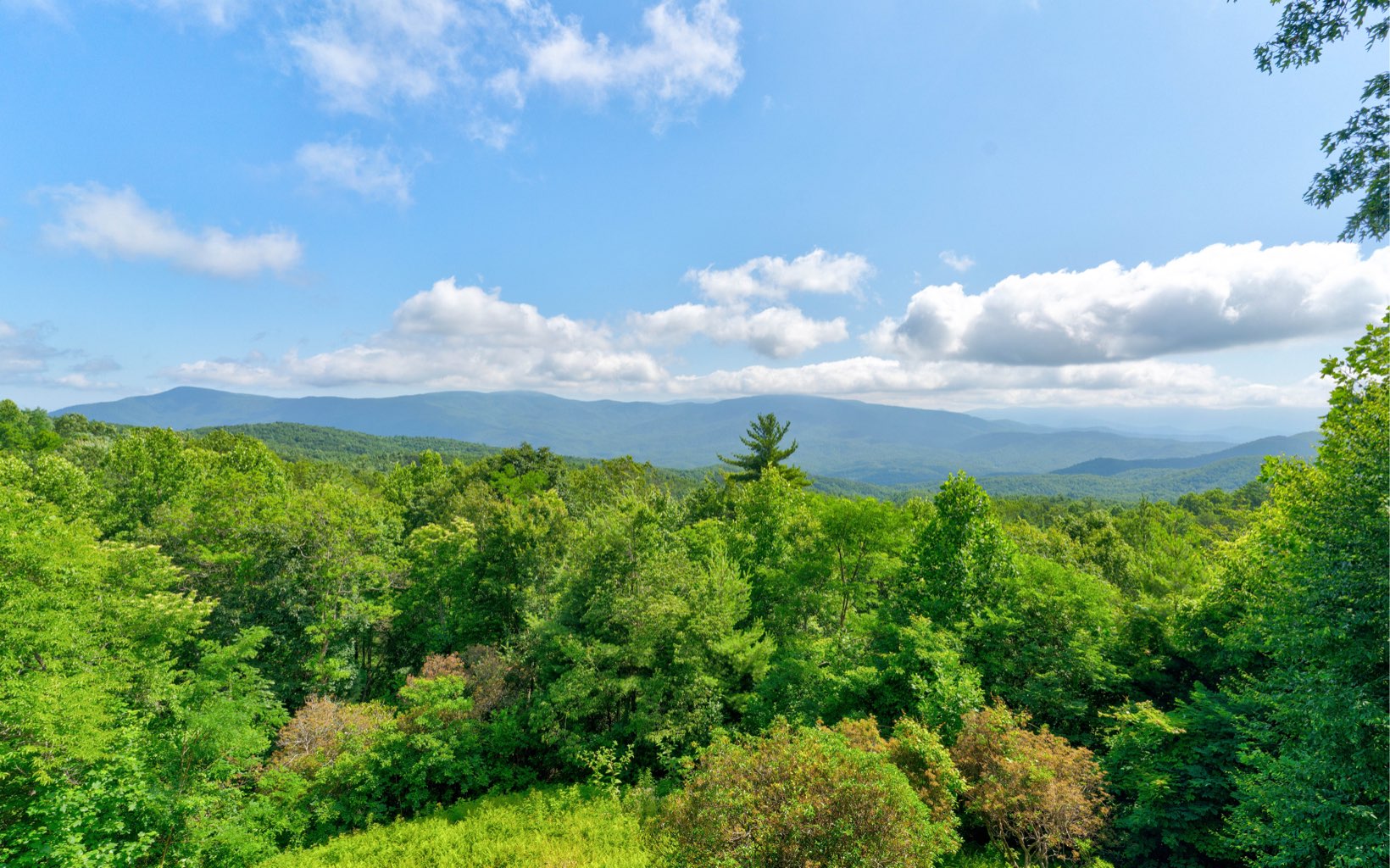 360 Apache Trail Chatsworth, GA 30705 - Photo 38 of 41 a view of a bunch of trees and a yard