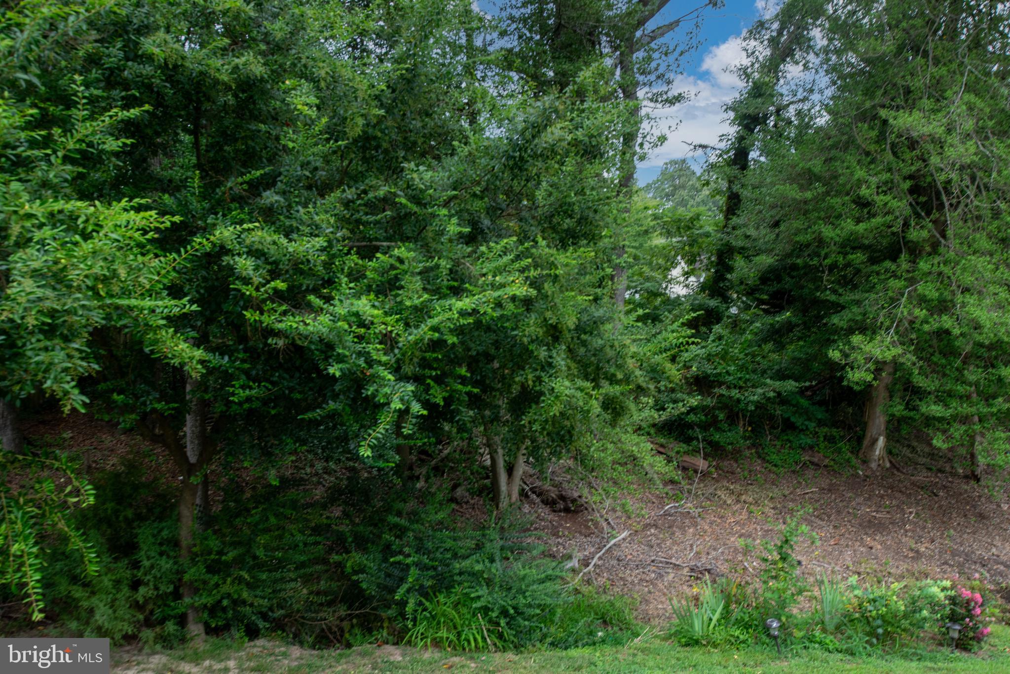 137 12th Street Colonial Beach, VA 22443 - Photo 16 of 66 a view of a forest with trees in the background